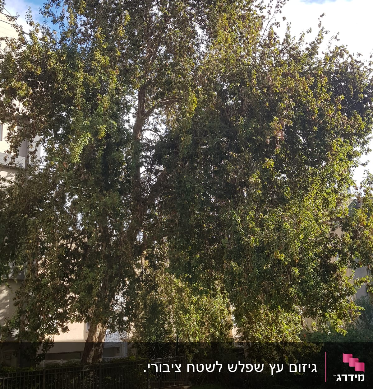 עץ גדול עם ענפים צפופים, מתאים לגיזום
